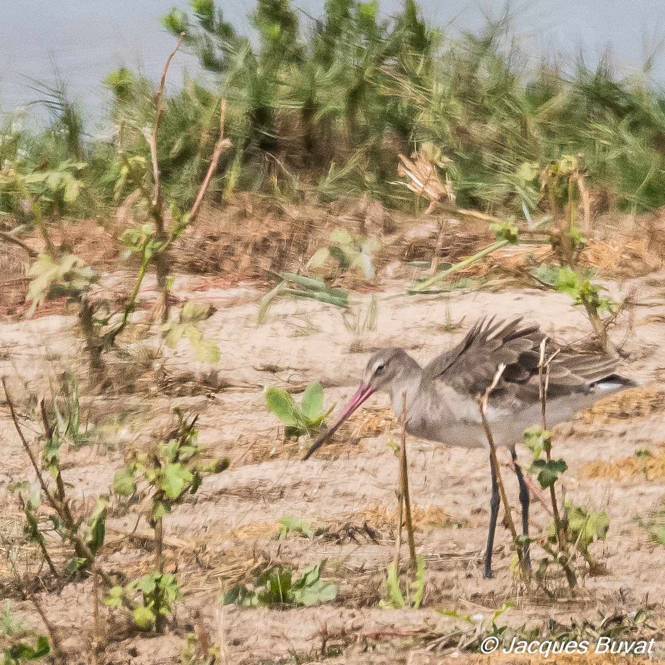 Barge à queue noire (Black-tailed godwit, Limosa limosa), adulte internuptial, Technopole de Pikine, Dakar, Sénégal.